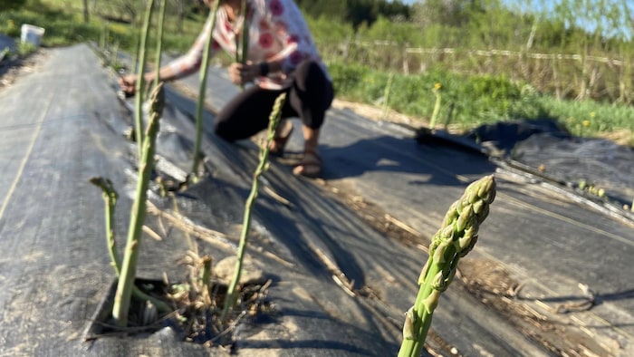 Une femme récolte des asperges.