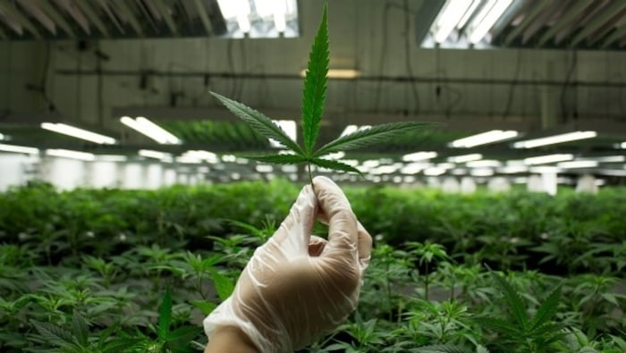 Dans une usine de production de marijuana, une main gantée tient une feuille de marijuana. 