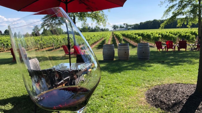 Un verre de vin rouge avec un vignoble en toile de fond.