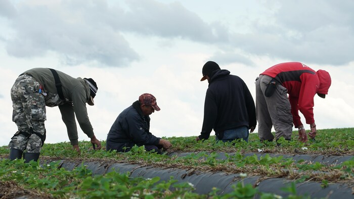 Des travailleurs sont à l'œuvre dans un champ de fraises.