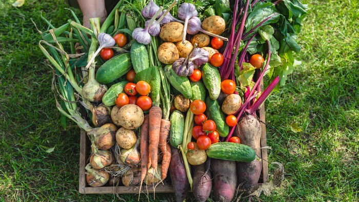 Une brouette est remplie de légumes fraîchement cultivés.