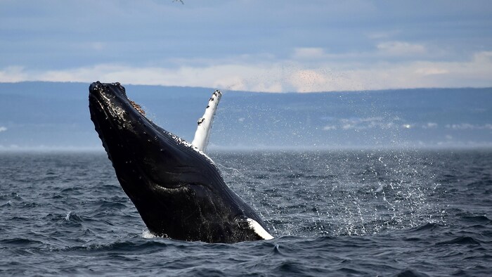 The Saguenay–St. Lawrence Marine Park is an important summer habitat for a number species of marine mammals, including humpback whales.
PHOTO: ALEXANDRE SHIELDS
