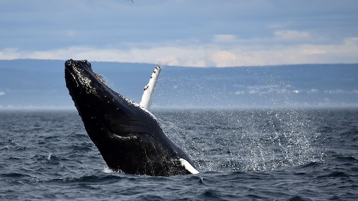 A whale jumps out of the water. discover national côte-nord national parks