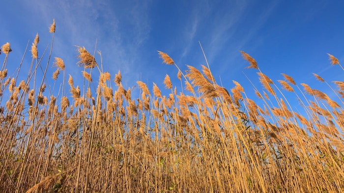 Des phragmites sont balayés par le vent, avec un ciel bleu en arrière-plan.