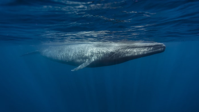 Une baleine bleue dans l'océan
