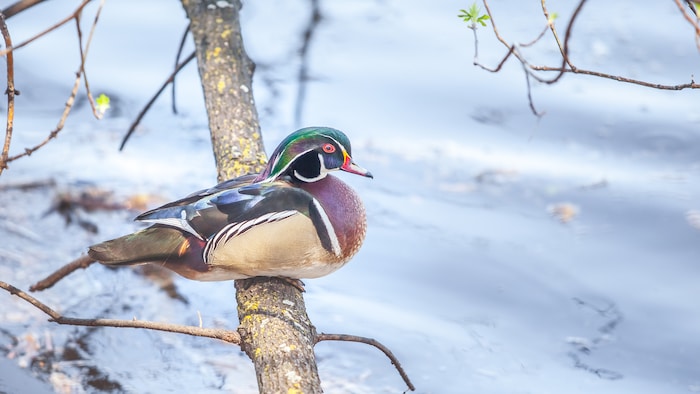 Un canard branchu