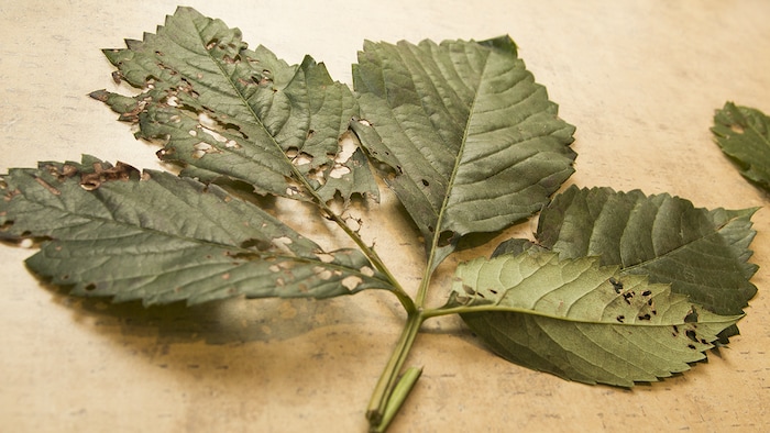 Des feuilles d'arbre après le passage du scarabée japonais.