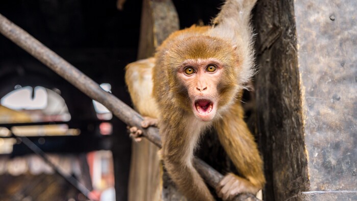 Un macaque rhésus.