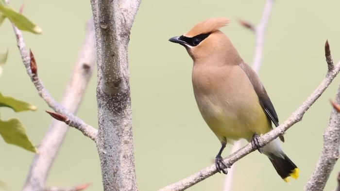 Photo d'un oiseau appelé le jaseur d'Amérique posé sur une branche.