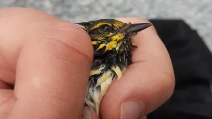 Un oiseau dans une main. 