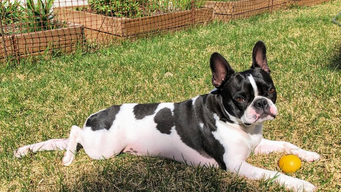 Un chien étendu dans l’herbe avec une balle