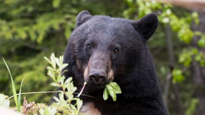 Un ours noir mange des feuilles.