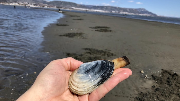 Une main qui tient une palourde sur une plage.