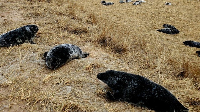 De jeunes phoques gris dans un milieu dunaire.