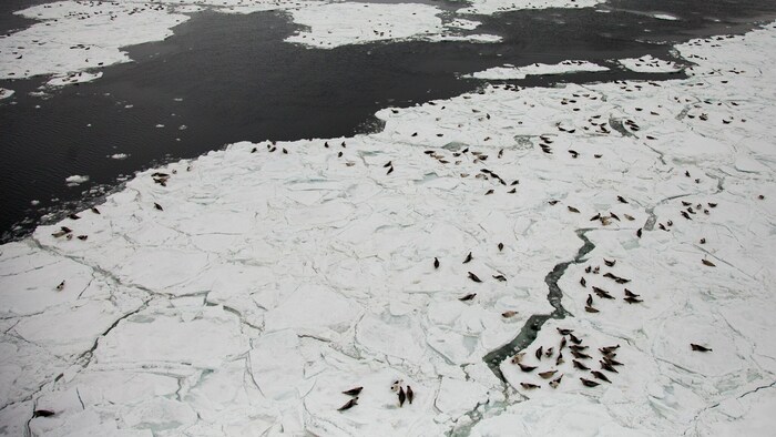 Un troupeau de phoques sur la banquise