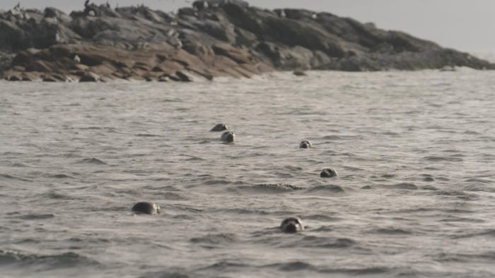 Une petite colonie de phoques gris dans l'eau du Saint-Laurent.