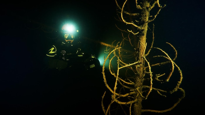 La plongeuse Nathalie Lasselin, avec sa lampe frontale, dans les profondeurs du réservoir Manicouagan, devant un arbre.