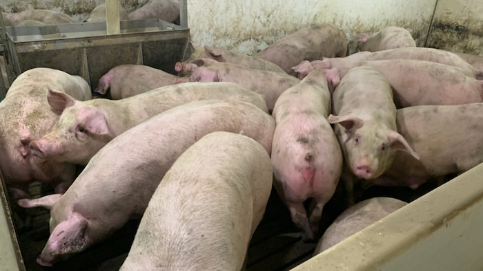 Plusieurs cochons vivent à l'étroit dans une porcherie.