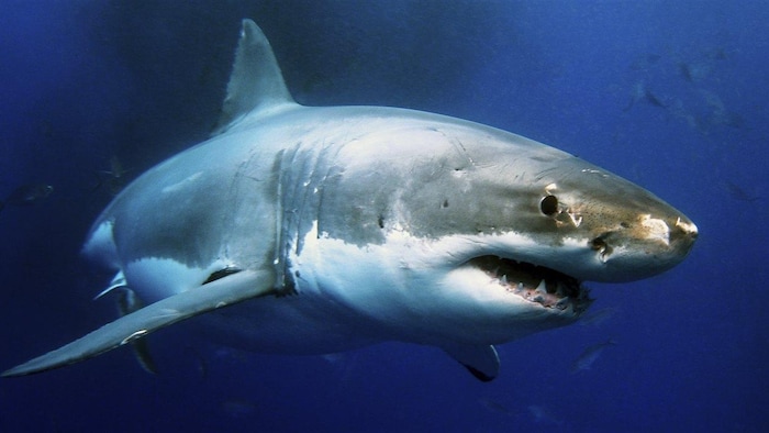 Photo d'un grand requin blanc sous l'eau.
