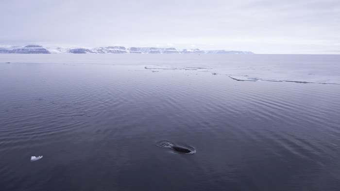 Le floe edge séparant la glace et la mer