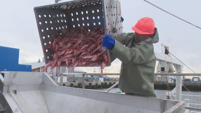 Un pêcheur déverse une caisse de sébastes sur un convoyeur près de son bateau.