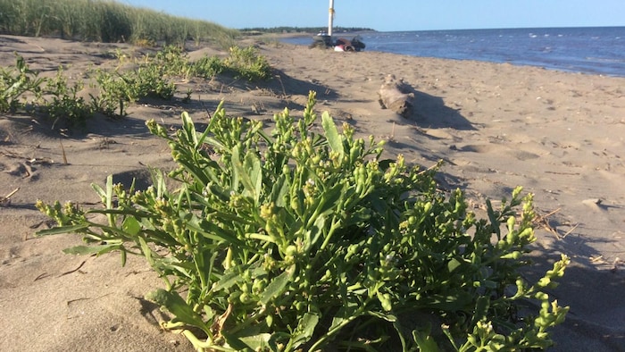 De la roquette de mer sur la plage.