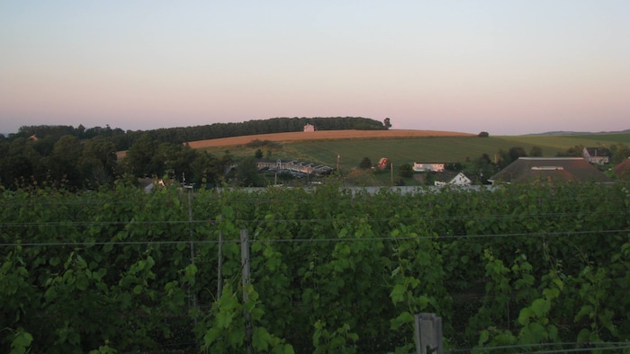 Un vignoble s'étend sur le côteau de la vallée.