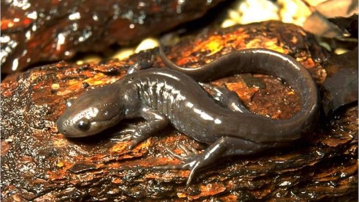 Salamandre de Jefferson.
