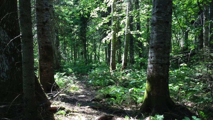 Un sentier pédestre dans une forêt dense composée de feuillus, de conifères et de fougères.