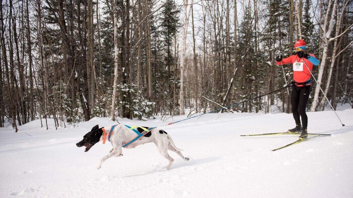 Un chien attaché à un harnais tire un homme faisant du ski de fond par la taille.