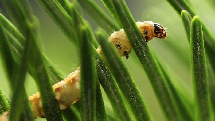 Un très gros plan d'une chenille-tordeuse des bourgeons sur une branche d'épinette .