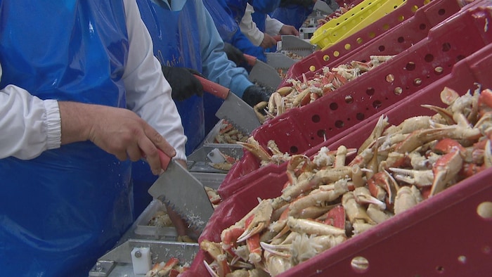 Une chaine de transformation dans une usine de fruits de mer.