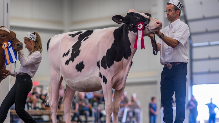 Une vache et une médaille.