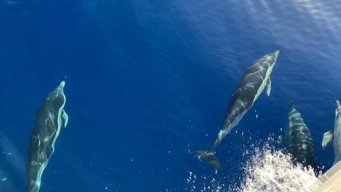 Quatre dauphins sous l'eau avec la lumière du soleil.