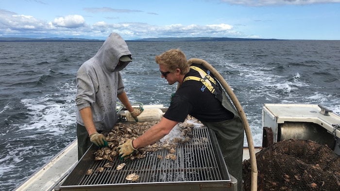 Deux personnes sur un bateau trient des huîtres sur une table.