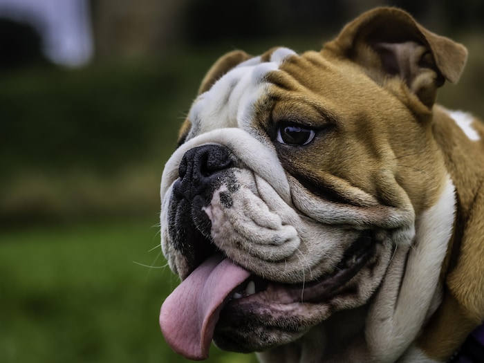 Royaume-Uni : la santé du bulldog anglais est moins bonne que
