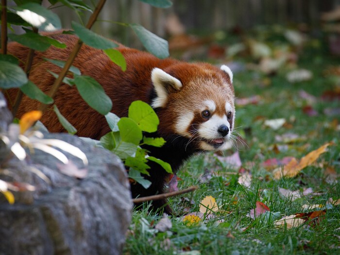 Un petit panda roux, aux yeux à contour masqué, sort de derrière une roche.