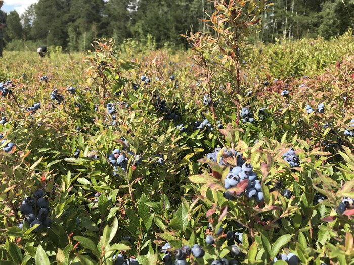 Des bleuets dans un champ sont prêts à être cueillis. 