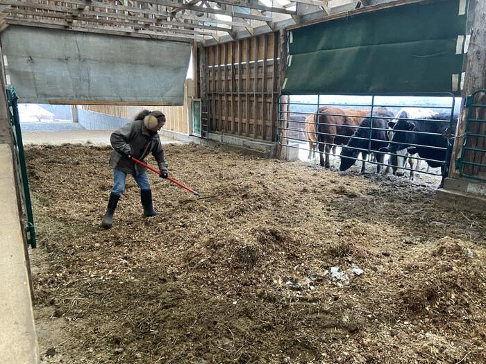 Une personne racle du fumier dans un établissement agricole.