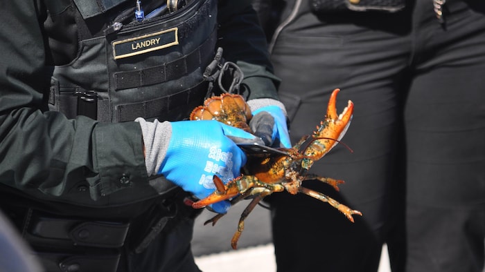 Un gros plan sur les mains d'un agent des pêches qui mesure un homard.
