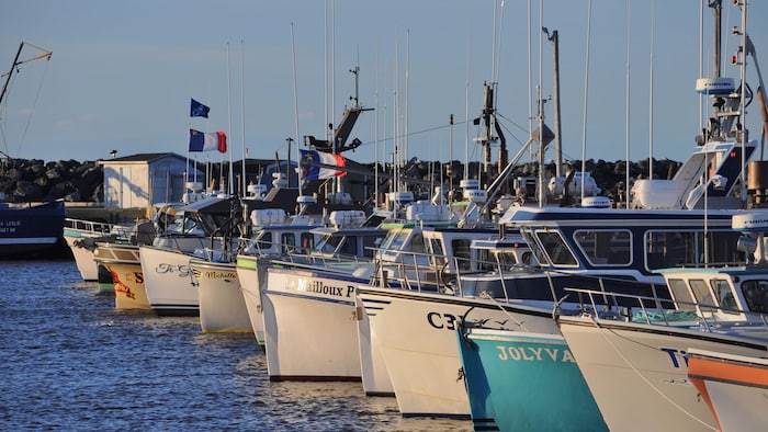 Des bateaux en rang au quai.
