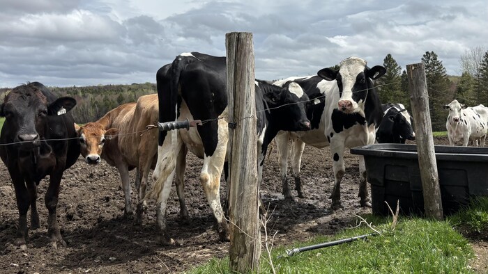 Des vaches sur une ferme bovine.