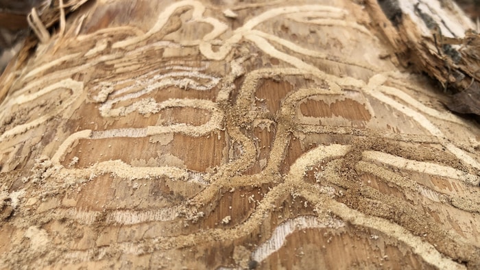 Un arbre est marqué de marques créées par l'agrile du frêne. 