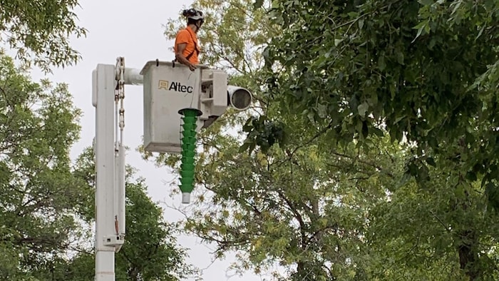 Un homme place une piège à entonnoir sur un arbre à Winnipeg à l'aide d'une nacelle d'élévation.