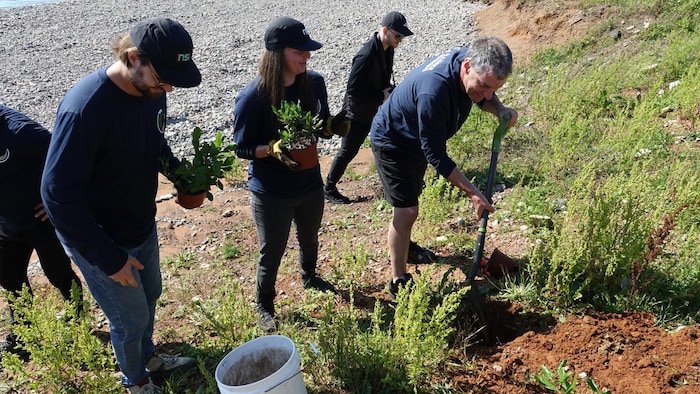 Des gens en train de planter du myrique dans une falaise érodée.