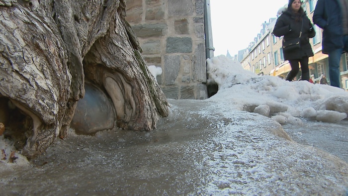 Un boulet de canon coincé dans le tronc d'un arbre.