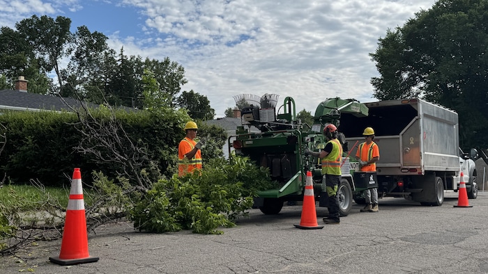 L'arbre est passé au broyeur par les responsables municipaux.
