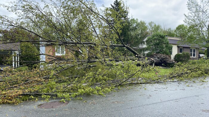 Un arbre déraciné.