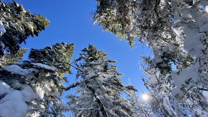 Une forêt.