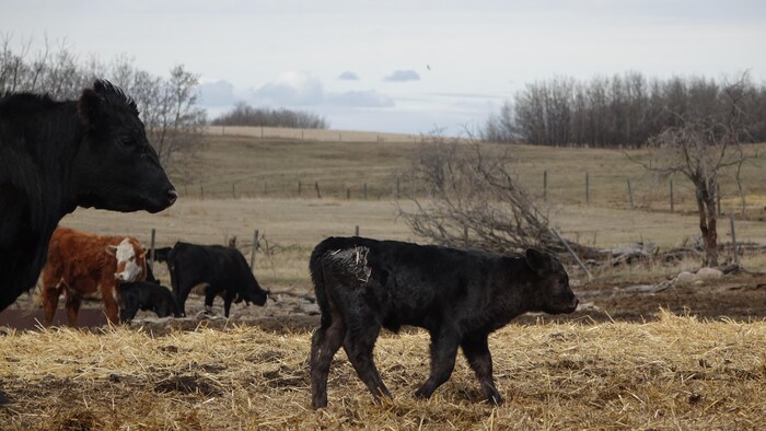 Un veau marche devant sa mère dans un champ en Alberta.
